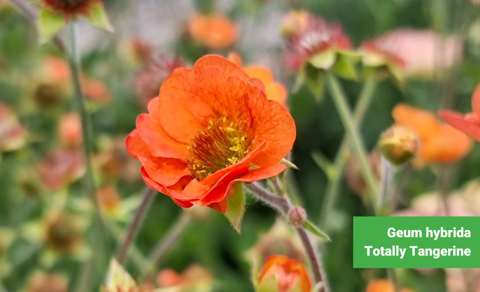 Geum hybrida Totally Tangerine with tall orange flowers